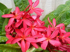 (image for) Plumeria Seeds 'Samoan Red' 6 Seeds - Click Image to Close